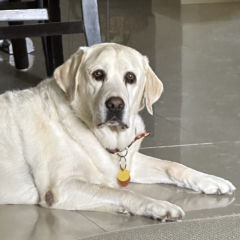 Testimonial-Adele-Brown